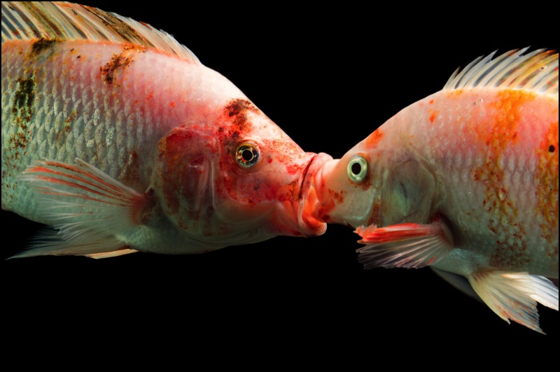 Aquaponics Tilapia Kissing